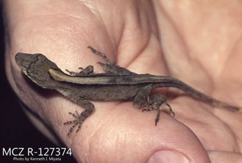 Media type: image;   Herpetology R-127374 Description: Photo of animal in life, taken in the field by Dr. Kenneth Ichiro Miyata. A slide of the photo was scanned in 2012 by Melissa Wooley.;  Aspect: lateral